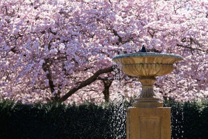Make the Most of Cherry Blossom Season!