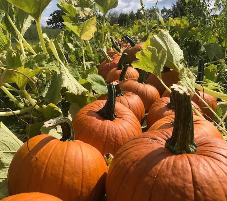 Where To Go Pumpkin Picking Near London This Autumn