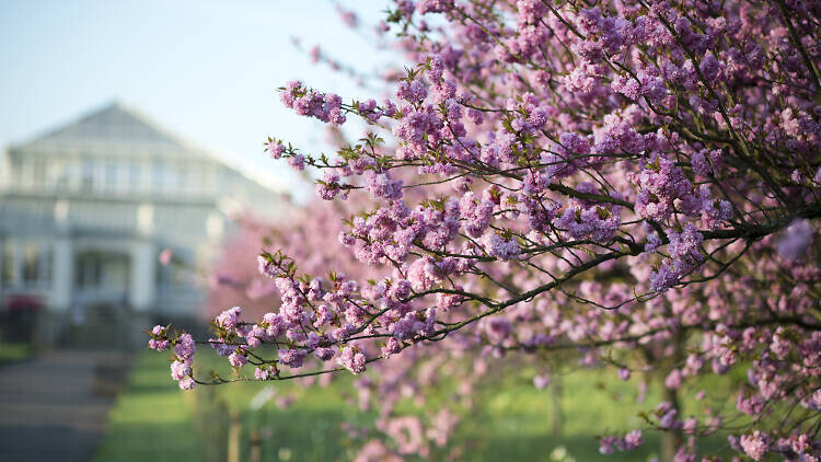 See the Blossoms and Blooms